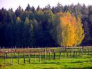 Podlaska wie�